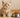Alimentation du chaton