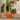 pelle à litière en forme de cactus
